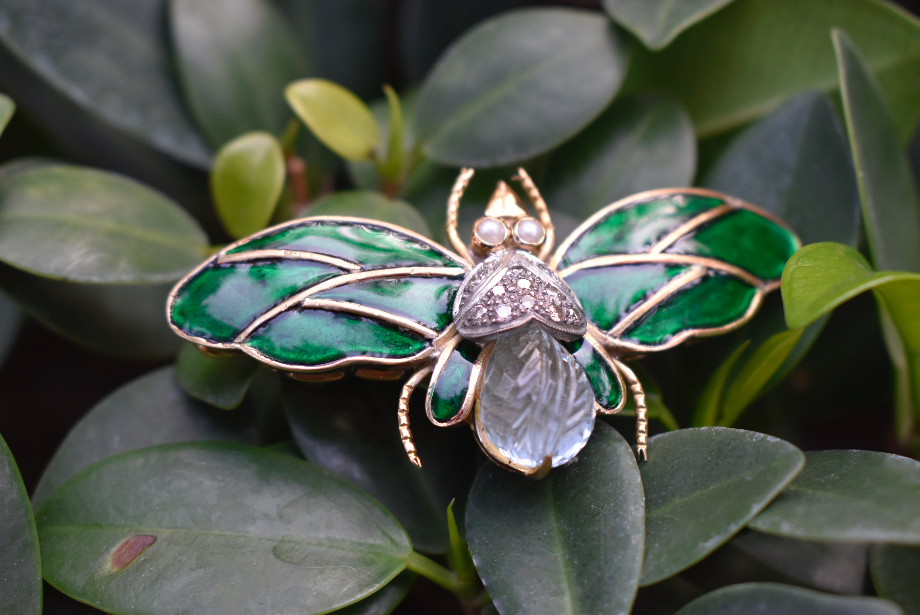 Enamel Moth